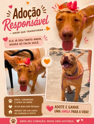 Adoção