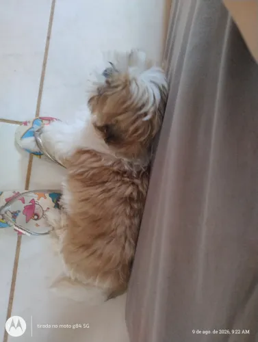 Vendo essa Shitzu femia com 3 mês ,vacinada e vermifugada,