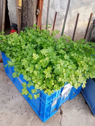 Caixas plásticas para plantação hortaliças