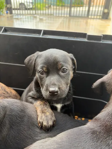 Filhote mestiço de Pitbull