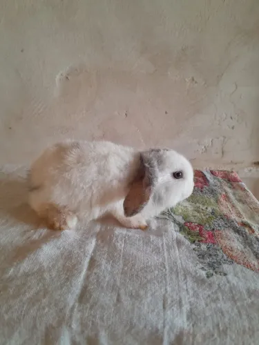 Filhotes de Coelho Mini Lop.