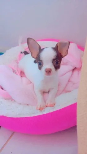 Cachorro Chihuahua macho