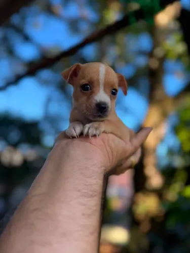 Filhote Pinscher fêmea