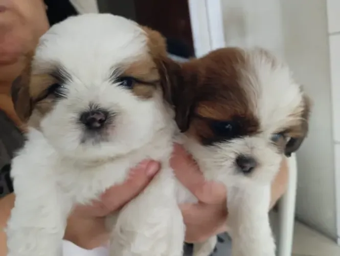 Lhasa Apso Filhotes Entregamos Sem Taxa.