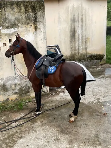 Cavalo