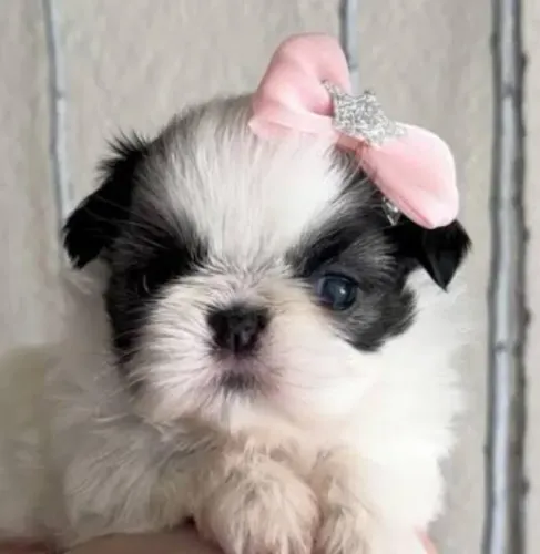 Shihtzu Filhotes Miniaturas Obedientes. 