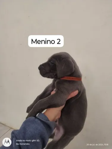 Filhotes de Dogue alemão 