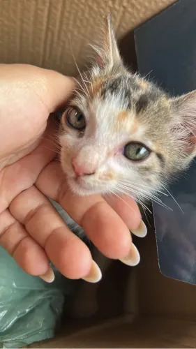 Gatinha fêmea 3 meses