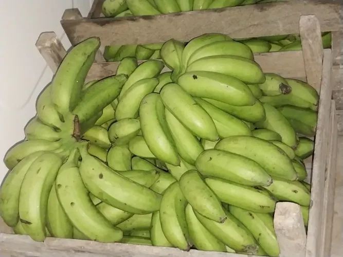 Banana branca