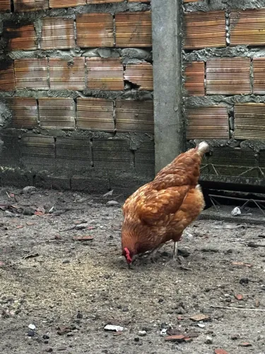Galinha Rhode