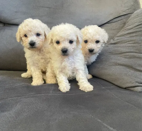 Poodle macho em até 12 x cartão 