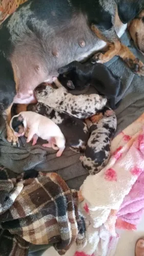 Filhotes de Dachshund / Teckel (salsichinha) à venda em Marília - SP.