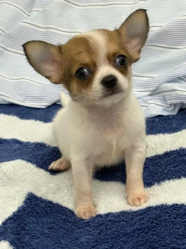 Chihuahua micro Padrão de Bolsa ! Venha conhecê-lo 