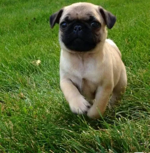 Pug - o novo integrante da sua família está aqui em Sorocaba