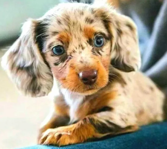 Dachshund p reserva de pelagem longa!!