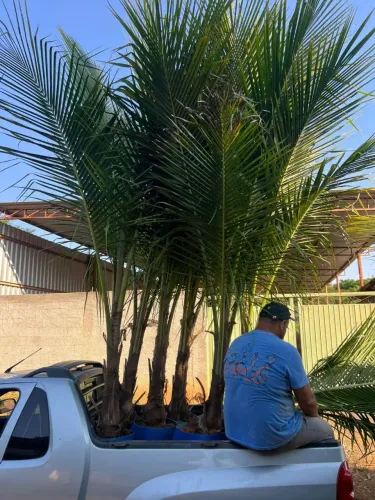 COCO ANÃO A PARTIR DE 3 METROS / PRÓXIMO DE PRODUZIR 