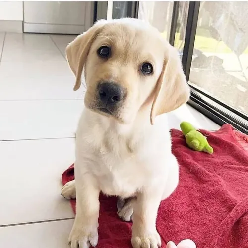Filhote Labrador adiquire sua nova conquista