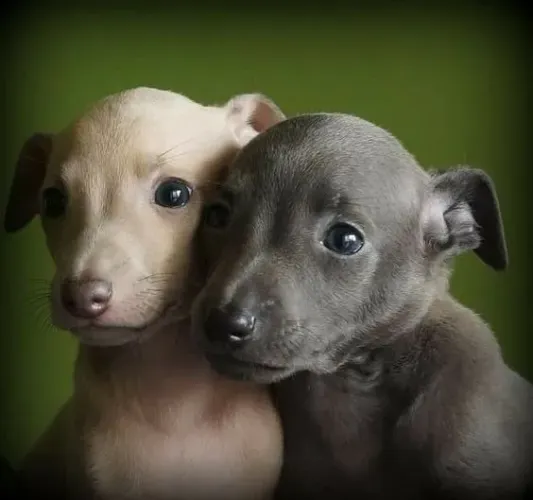 Perfeitos Galgo Italiano 