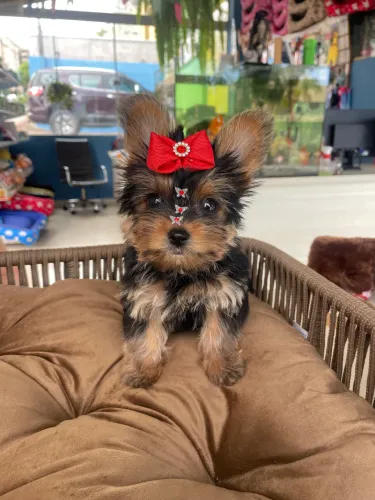 Yorkshire fêmea micro $4.200,00