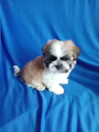 Filhote Shih Tzu, O amor mais puro vem em quatro patinhas!