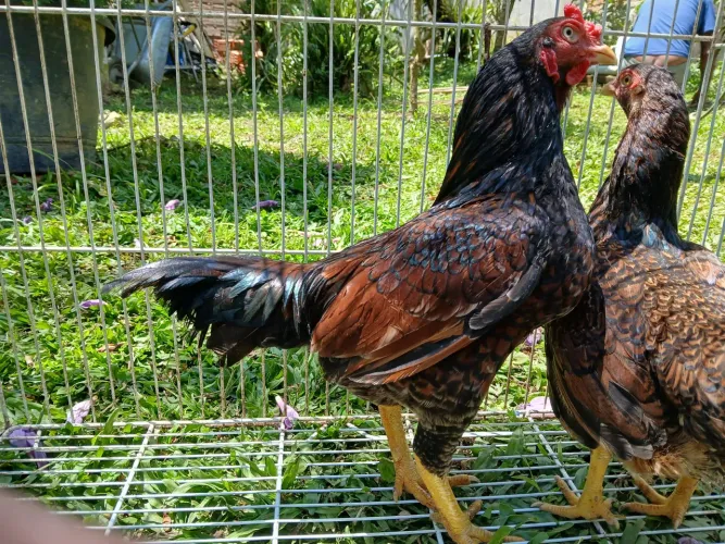 Casal mini cornish 