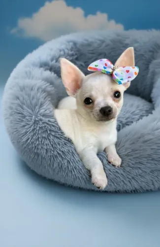 Chihuahua - Estilo e elegância! Filhote saudável e com garantia. 