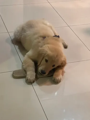 Golden retriever