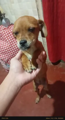 Filhote de cadela