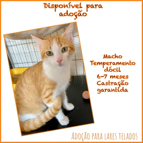 Para adoção 
