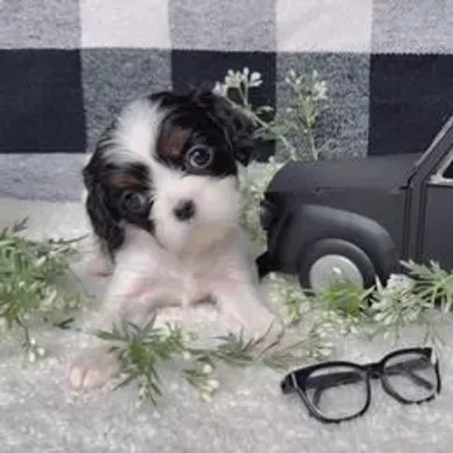 Cavalier King Charles Spaniel,Cavalier King Charles Spaniel Filhote Estrutura Perfeita Dis