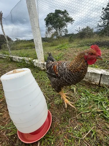 Vende-se animal galo caipira jovem!
