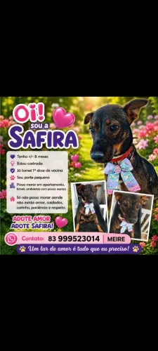 Adoção de linda cachorrinha castrada carinhosa.