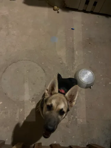 Filhote de pastor alemão 4 meses