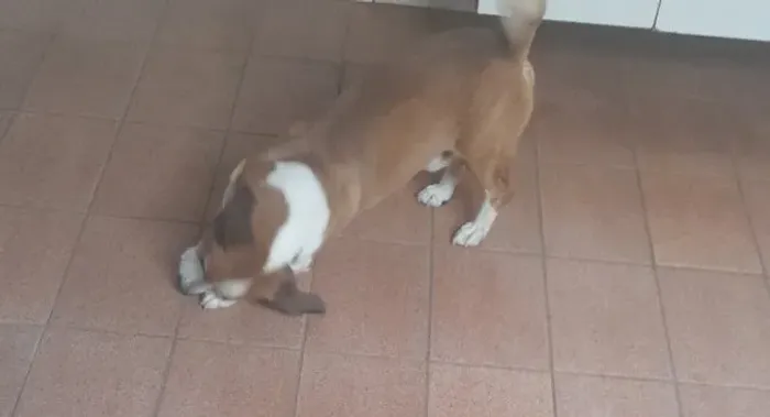 Doa-se cachorro adulto
