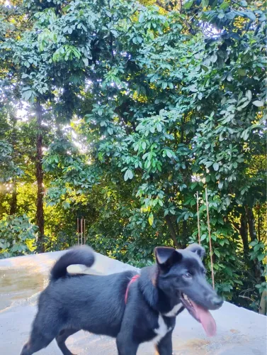 Cachorro 