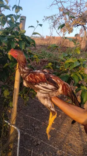 Frango Índio gigante