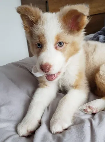FILHOTES DE BORDER COLLIE