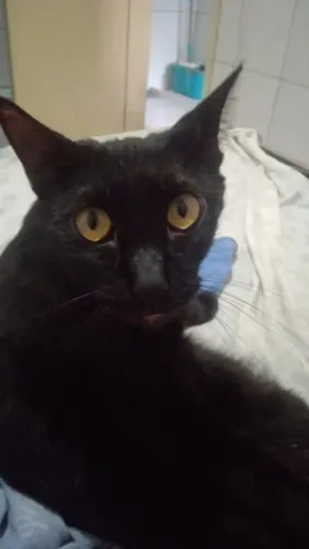 Doa-se gata castrada