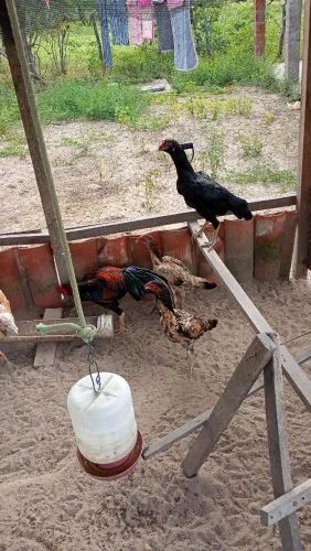 Vendo galo e galinhas