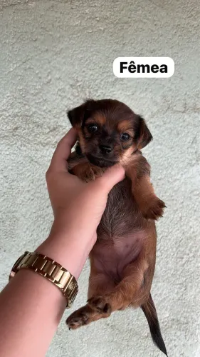Vende-se filhote de Yorkshire com Lhasa Apso