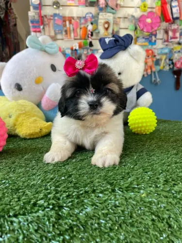 Filhote de Lhasa Apso fêmea a pronta entrega 