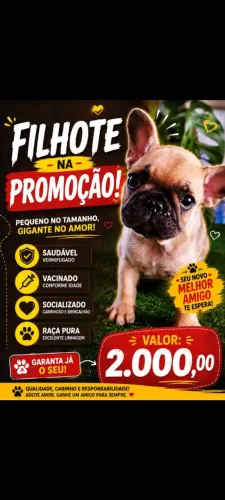 Buldogue Francês fêmea disponível