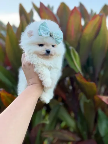 LULU DA POMERANIA COM EXCELENTE PROCEDÊNCIA!!!