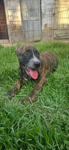 Vende - Se Pit Monster