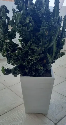 Cacto