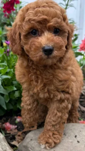 Poodle adorável procurando novo lugar hoje
