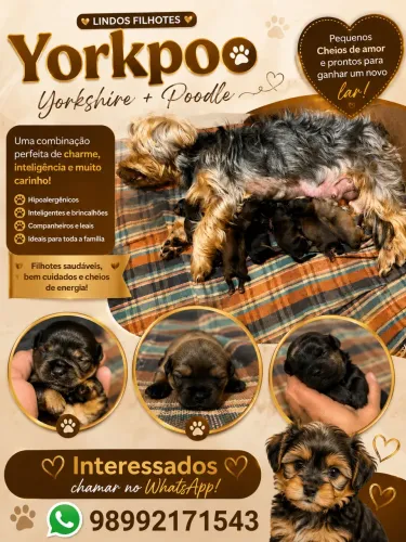 Yorkpoo cachorrinhos