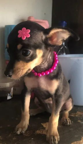 Pinscher fêmea 