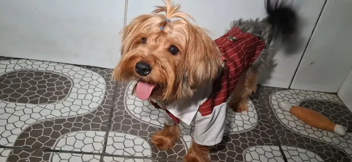 Yorkshire Terrier macho Adulto