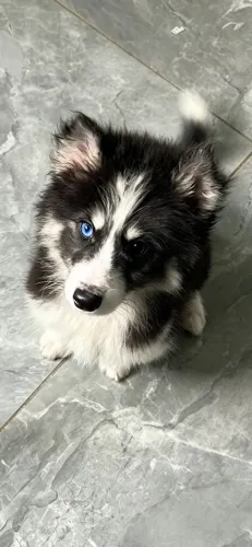 Husky siberiano